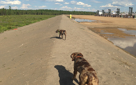 Bear Aversion Dogs patrolling the berm around a SAGD Pad.