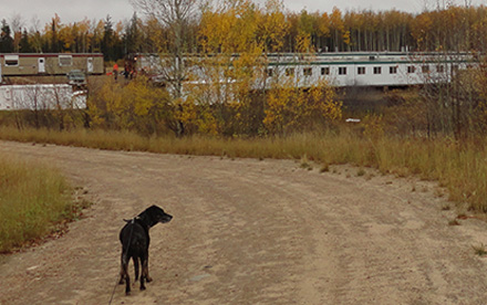 Camp perimeter inspection with Bear Aversion Dogs.