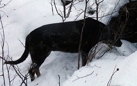 Den detection dog inspecting a suspected den site.