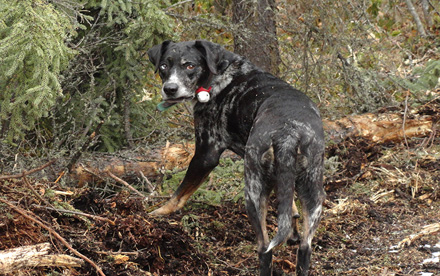 Louisiana Catahoula Leopard Dog on patrol.